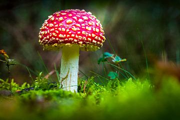 Champignon, agaric tue-mouches sur Lex van Lieshout