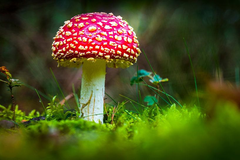 Champignon, agaric tue-mouches par Lex van Lieshout