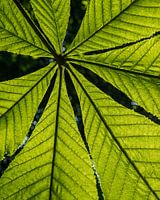 Rosskastanienblatt in der Frühlingssonne