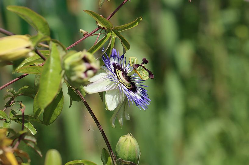 Blaue Passionsblume von Matthias Brix