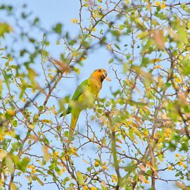 Leaf-collecting yellow-winged Amazon Curacao by Erika van Elst