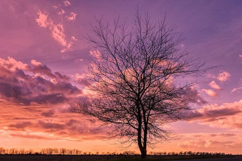 Winter tree by Dieter König