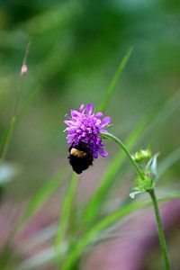 Little Bumblebee 3