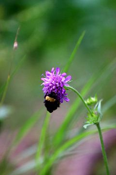 Little Bumblebee 3 van Paul Emons
