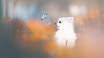 L'amour à l'état pur