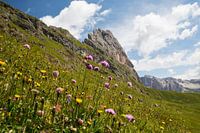 Blumenwiese im Naturpark Puez-Geisler