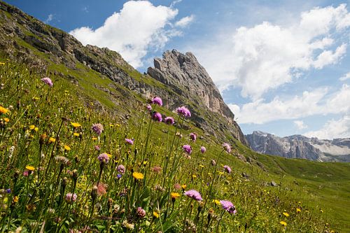 Bloemenweide in het natuurpark Puez-Geisler