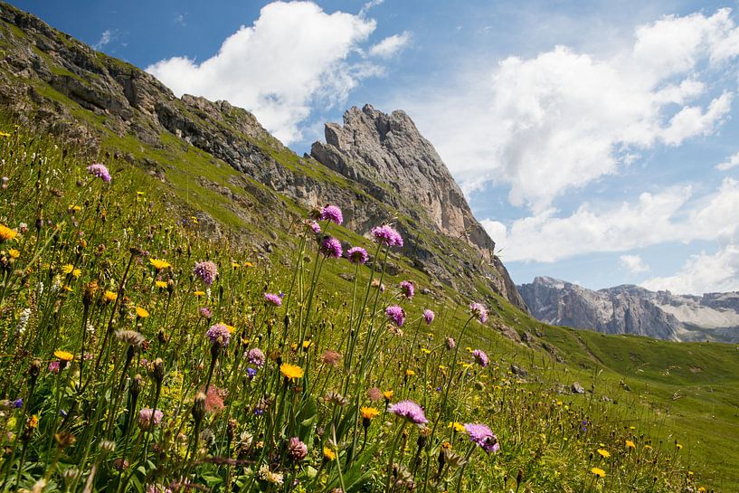 Blumenwiese im Naturpark Puez-Geisler von Rudolf Brandstätter