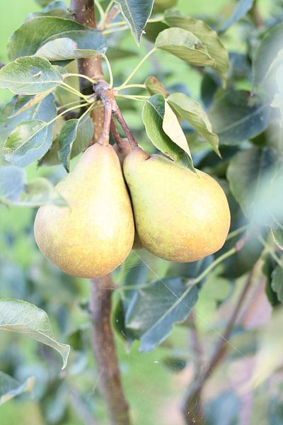 Peren by Inge Maassen