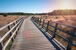 Le Hoge Veluwen à Gelderland avec un beau soleil sur un pont sur Jolanda Aalbers