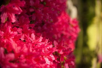 Tout ce que vous voyez, c'est le rouge.