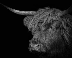 Schotse Hooglander in zwart-wit van Marjolein van Middelkoop