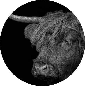 Schotse Hooglander in zwart-wit van Marjolein van Middelkoop