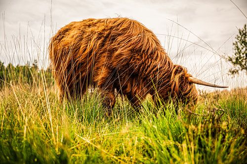 Scottish Highlander in the wild