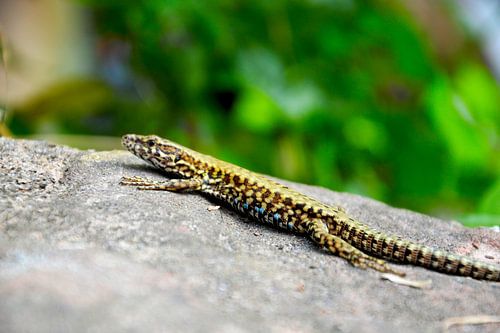Le lézard commun sur un mur de château