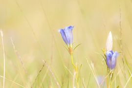 Marsh Gentian by Albert Eggens