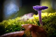 Violetter Pilz im grünen Moos von Fotografiecor .nl Miniaturansicht