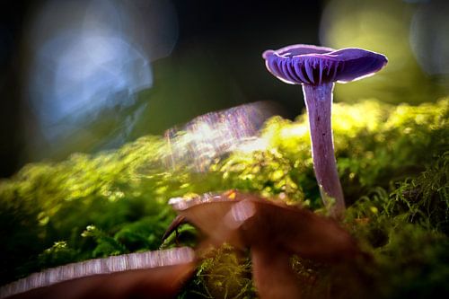 Purple fungus in the green moss