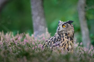 In de heide van Jiří Švestka