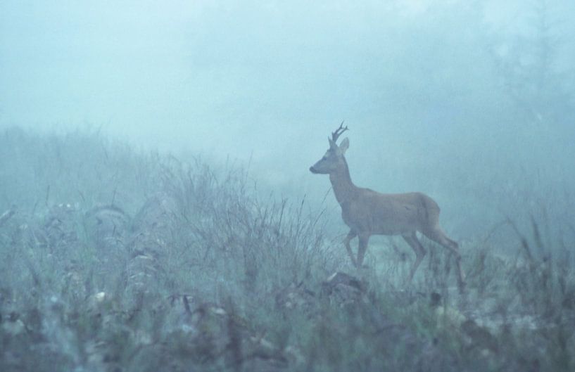Reebok in the fog by Harry Punter