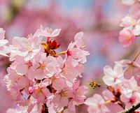 Pink Blossom with a bee