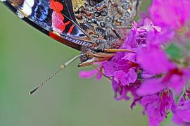 "Vlinder by Paula van der Horst