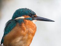 Portret van een ijsvogel mannetje