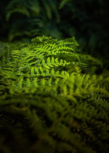 spielerischer Lichteinfall auf die grünen Farne