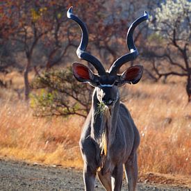 Kudu, man met spiraal gewei van Marleen Berendse