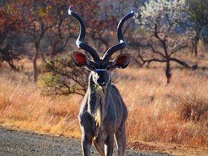 Kudu von Marleen Berendse