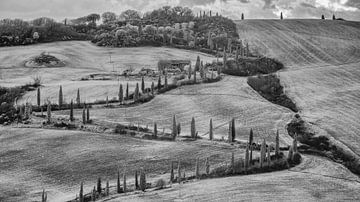 Cipressen van La Foce - Toscane - infrarood zwart-wit fotografie van Teun Ruijters