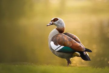 Nijlgans in het avondlicht | vogel fotografie | Egyptian goose | fotobehang van Laura Dijkslag