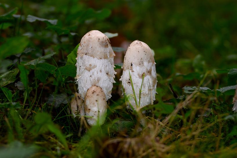 Décoration murale de champignons blancs à l'encre écailleuse par Kristof Leffelaer