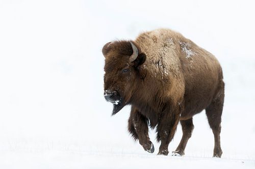 Amerikanischer Bison ( Bison bison ) im Schnee, Yellowstone NP