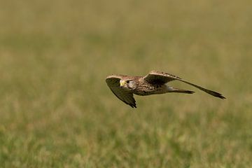 Turmfalke weiblich von Jan van Vreede