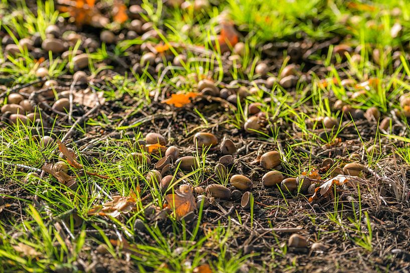 Gefallene Eicheln zwischen dem Gras von Ruud Morijn