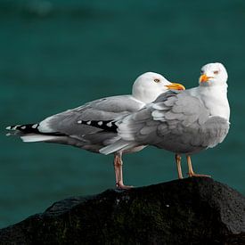 2 mouettes sur Stephan Zaun