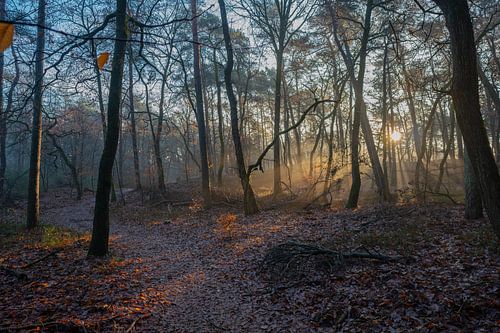 De eerste zonnestralen op de Hoge Veluwe