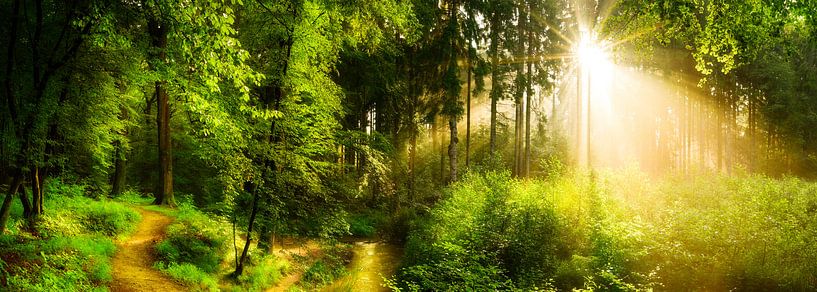 Sentier forestier au bord d'un ruisseau par Günter Albers