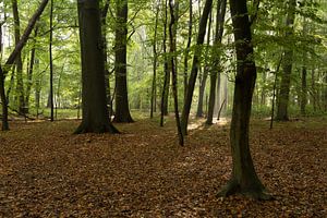 Bos van Nieuw Amelisweerd