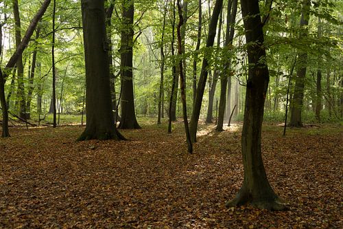 Bos van Nieuw Amelisweerd