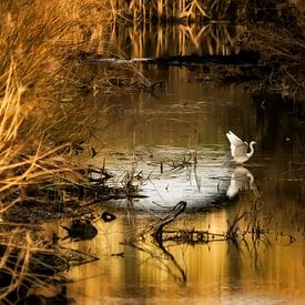 Aigrette dans la lumière chaude du soir. sur Ellen Driesse