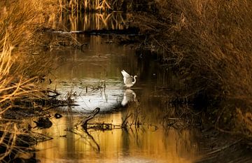 Aigrette dans la lumière chaude du soir. sur Ellen Driesse