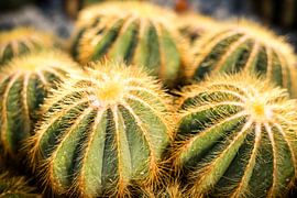 Cactus Parodia by Dieter Walther