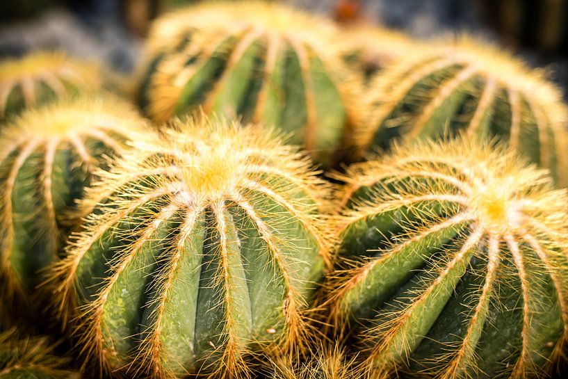Cactus Parodia by Dieter Walther
