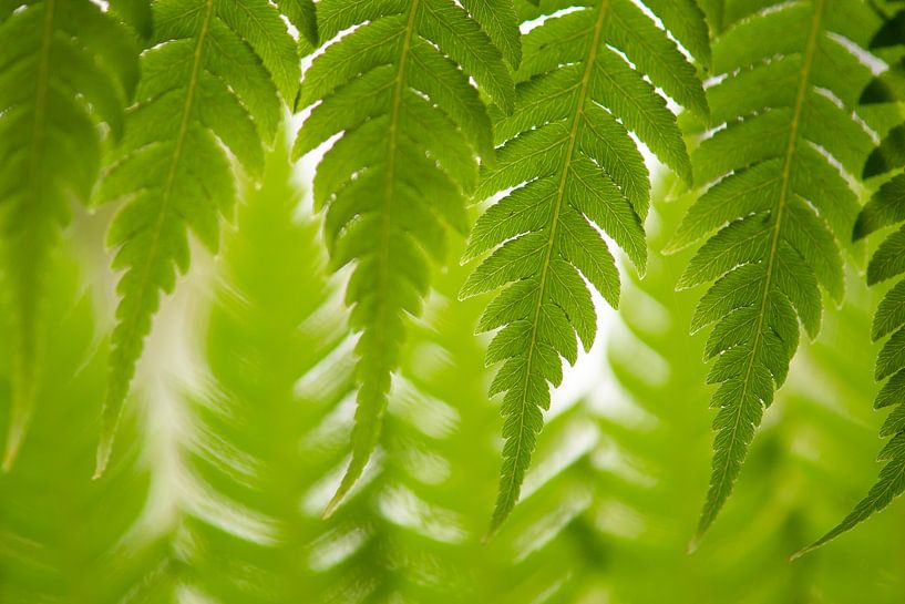 Varens van Elles Rijsdijk