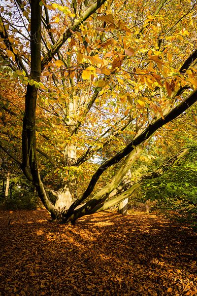 Autumn Light by Richard Gouw