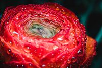 A Ranunculus