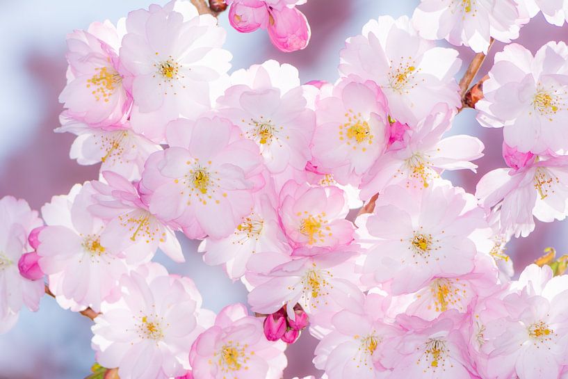 Photo macro des fleurs de cerisier rose d'un cerisier d'ornement par ManfredFotos