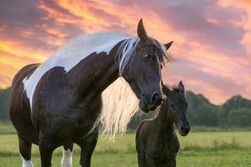 Maman aime son bébé poulain sur Katho Menden